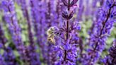 Please pollinators with perennials like hyssop, catmint and cape fuschia | HeraldNet.com