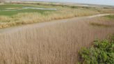 New research blames climate change, not foreign bugs, for killing critical marsh grass