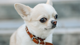Video of Uncommon 'Happy Chihuahua' Has People So Delighted