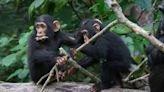 ‘Amazing’ similarities between chimpanzee and human conversations – study