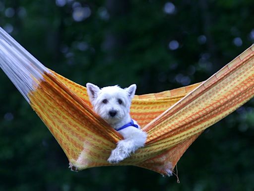 Photo Shoot: The Dog Days of Summer on Cape Cod