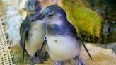 New Orleans’ Audubon Aquarium welcomes two new penguin chicks