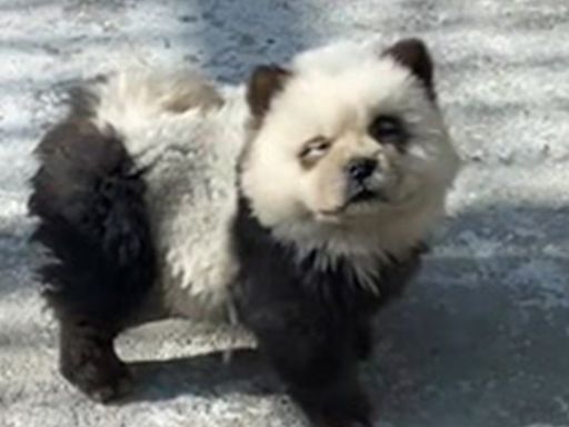 Chinese zoo defends dyeing dogs black and white to look like pandas