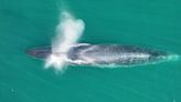 Whales Resurge Off Argentina's Coast After a Century