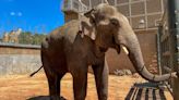 Go meet Chuck! Houston Zoo gives warm welcome to 15-year-old bull elephant