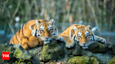 628 tigers died in India in past five years: Government data | India News - Times of India