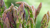Start now if you want to grow asparagus next year