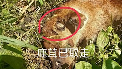 墾丁傳槍響！盜獵者狠割鹿茸「眼白乾屍」棄路邊...民宿：屍臭不敢接客