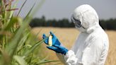 10 Most Consumed Genetically Modified Crops in the US