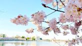 A complete guide to seeing cherry blossoms in Washington, DC this year