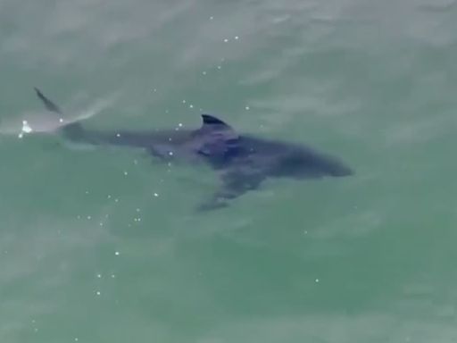 Tiburón ataca a un hombre en una playa de California: el animal lo mordió en el torso y en un brazo