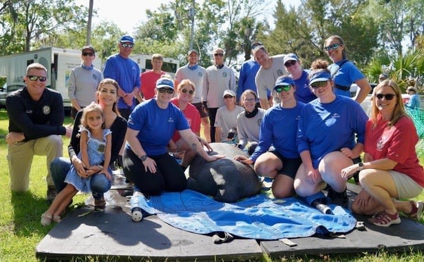 A Manatee Named 'Toast' Is Released Back Into the Wild at Three Sisters Spring