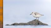 Chester County native a finalist for Bird Photographer of the Year