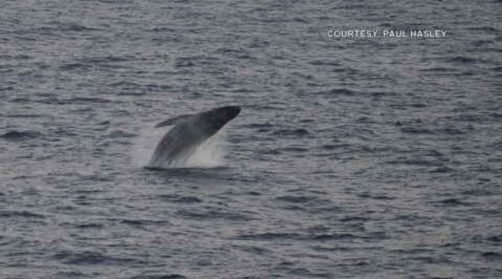 Humpback Whales, Hawaiian sanctuary celebrated in Ocean Month