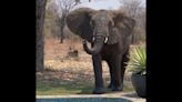 ‘Cheeky’ Jack Russell Terrier to elephant: Back off big boy (video)