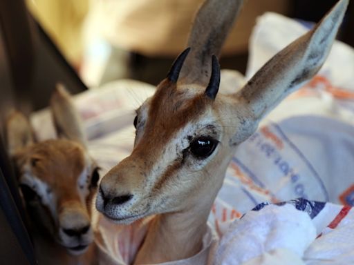 Endangered gazelles find Libyan 'safe haven'