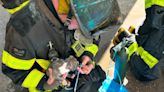 Seven puppies rescued from Curtis Bay fire expected to fully recover