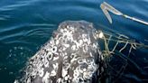 Humpback whale released from shark nets by Sea World rescuers in Australia