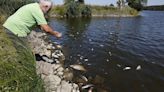 Toneladas de peixes mortos dão à costa no rio Oder