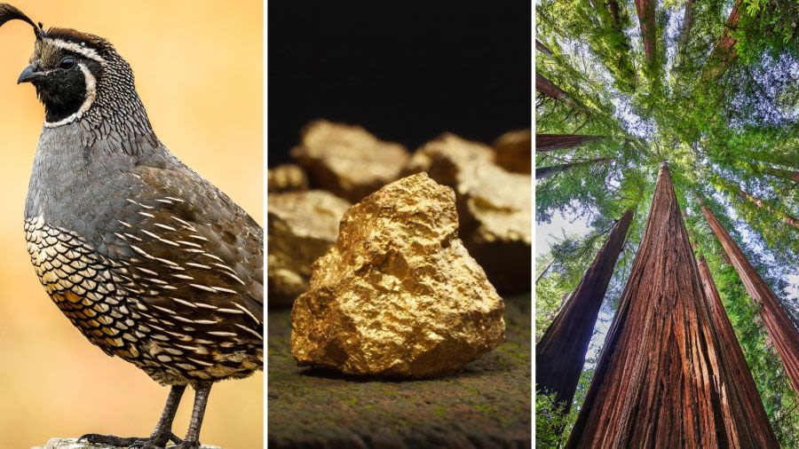 California state symbols: From gold to state animals, plants and songs