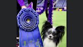 Purchase an 8-inch tall champion at Westminster dog show for Portsmouth's Carol Kelly