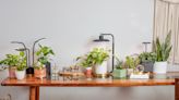 Aerogarden Just Released Indoor Grow Lights for Keeping House Plants Happy
