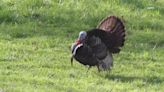 Missouri hunters harvested over 43,000 turkeys during 2024 spring season