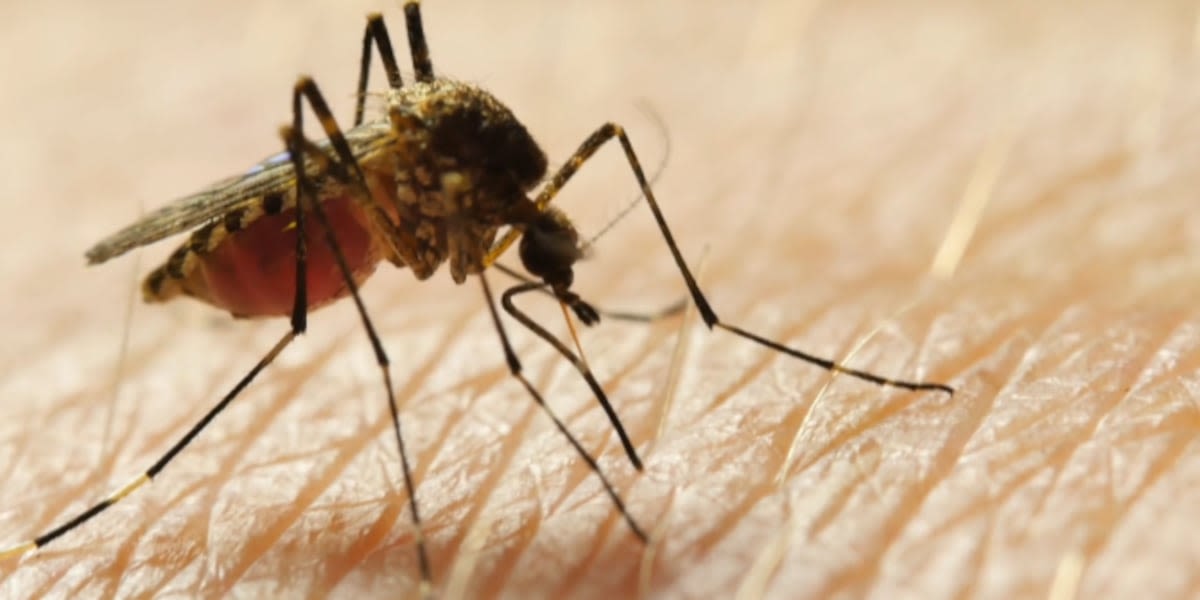 West Nile virus reported in New Haven