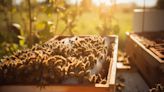 La apicultura florece en el norte argentino: una cooperativa que transforma vidas