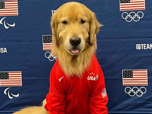 Meet Beacon, the Golden Retriever Who Had an Important Role at the U.S. Olympic Gymnastics Trials