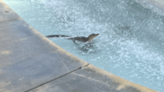 Baby gator spotted relaxing in fountain of Palm Beach Gardens community