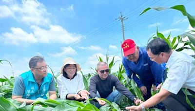 雲林縣豪雨倒伏玉米損失慘重 立委張嘉郡、丁學忠要求農業部救助