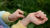 Fridge staple may be 'just as good as dock leaves' at treating nettle stings