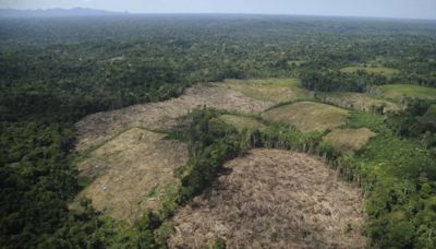 Unión Europea desmiente vínculo entre la modificación de la Ley Forestal en Perú y el reglamento de cero deforestación