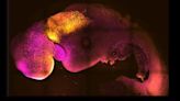 老鼠合成胚胎：英國劍橋科學家幹細胞實驗成功 有腦袋有心跳