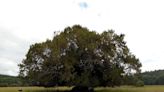 Yew in Surrey named as Woodland Trust Tree of the Year