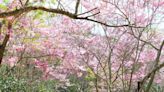 神威天台山花旗木美極了！茂管處邀您同遊夢幻花世界