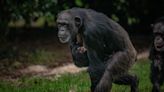 Boost for conservation as critically endangered chimpanzee born at Chester Zoo