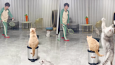 These cool cats serve up some serious badminton fun