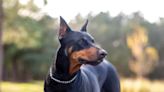 Pros and Cons of a Doberman Pinscher