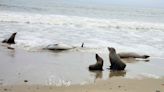 Hundreds of dolphins and sea lions have washed up dead or sick in California amid toxic algae outbreak