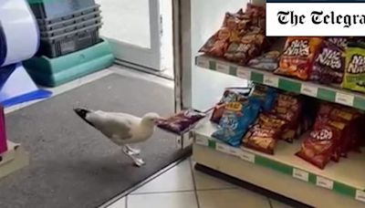 Watch: ‘Steven Seagull’ puts shop under siege with repeated crisp theft