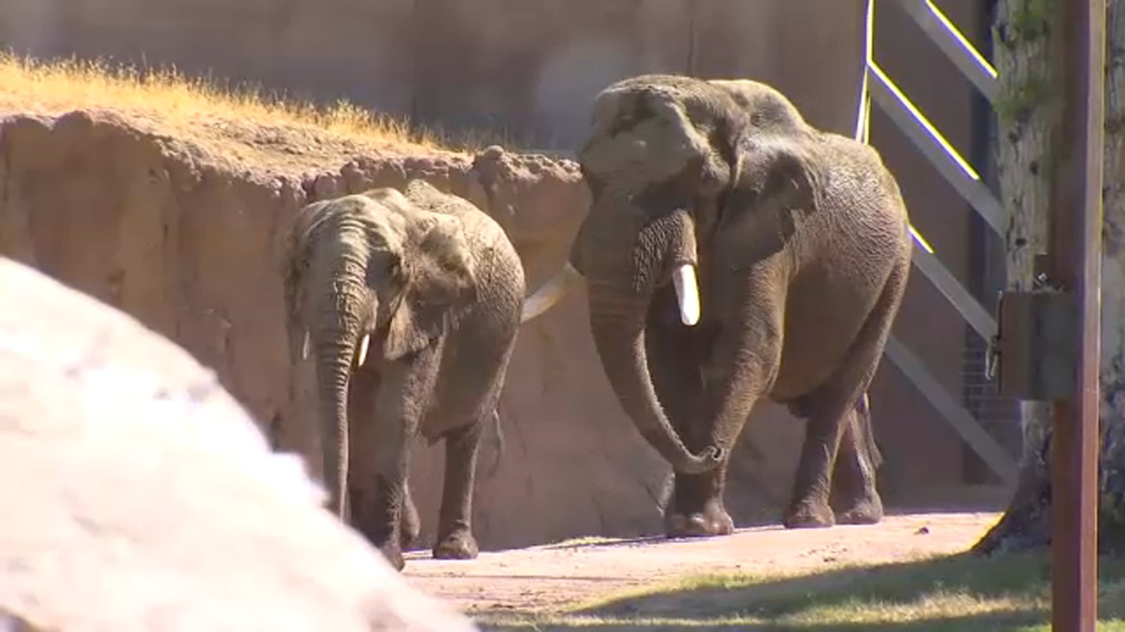 Expecting elephants: mother and daughter pregnant at Fresno Chaffee Zoo