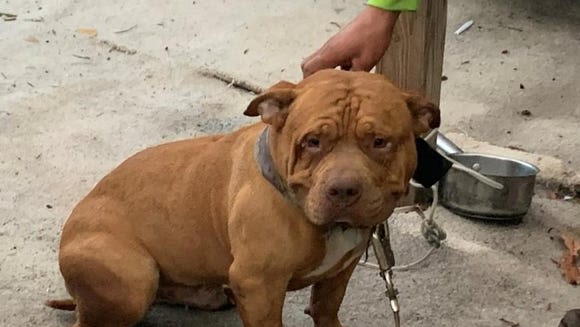 Immokalee man, 43, arrested after authorities found dog tethered inside flooded doghouse