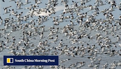 It’s Hong Kong’s ‘bird paradise’. And it’s under threat once again