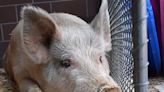 Large Pig Named Fred Captured After Days Of Low-Level Crimes