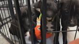 Metro Detroit rescue seeking homes for pets and donations to continue care