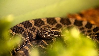 Snakes might start slithering in your PA yard as summer arrives. How to keep them away