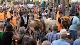 "Exposición de bovinos" infantil en Sagunt