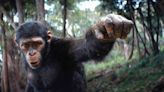 ‘Kingdom of the Planet of the Apes’ Swings to $72 Million at Overseas Box Office, Mighty $131 Million Globally